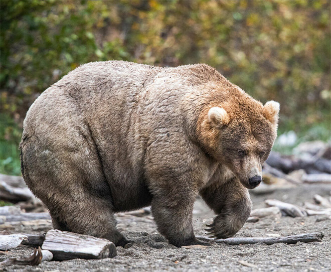 fat-bear-week1