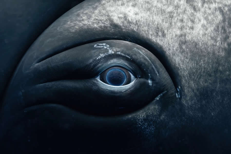 United nations world oceans day photo contest winners 01